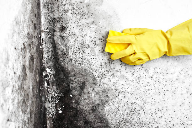 Best Home Mold Removal  in Austell, GA