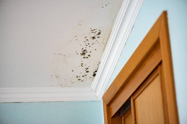 Best Toxic Mold Removal  in Austell, GA