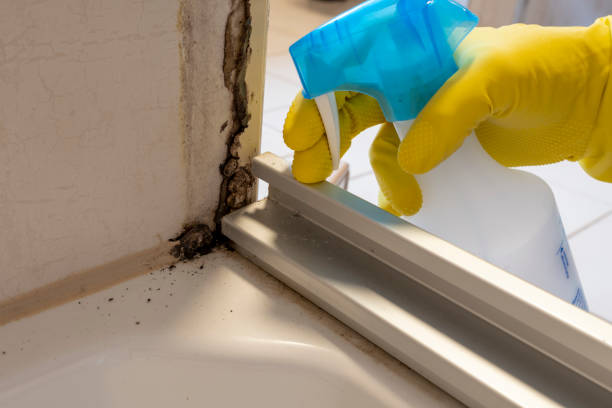 Best Attic Mold Removal  in Austell, GA