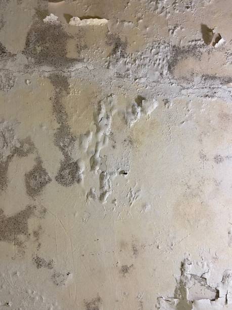 Professional Mold Removal in Austell, GA