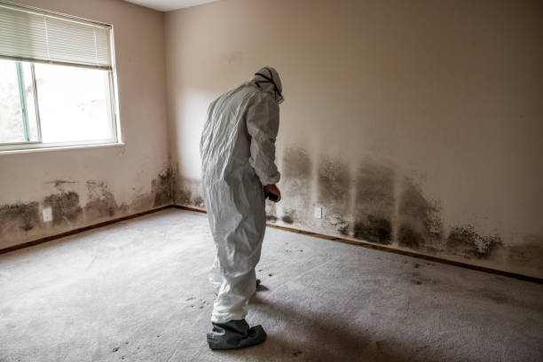 Best Local Mold Removal Service  in Austell, GA