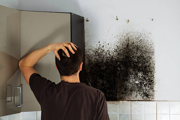 Best Certified Mold Removal  in Austell, GA