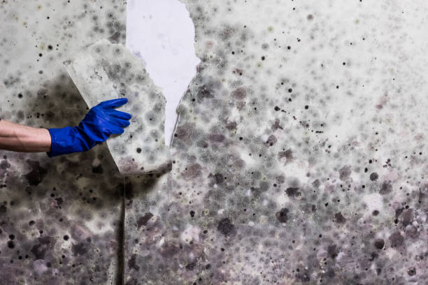 Best Commercial Mold Removal  in Austell, GA